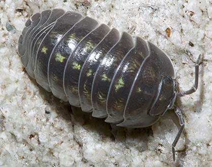 Armadillidium depressum